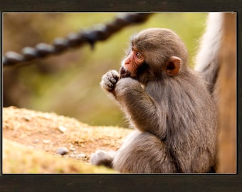 Digital Download - Macaque Monkey, Monkey Photography, Download Japan Monkeys, Printable Wall Art, 3000x2143 High Resolution JPG