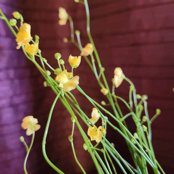 Yellow Bladderwort syn. Utricularia gibba  Easy Grower. Carnivorous plant. Eats Bugs!