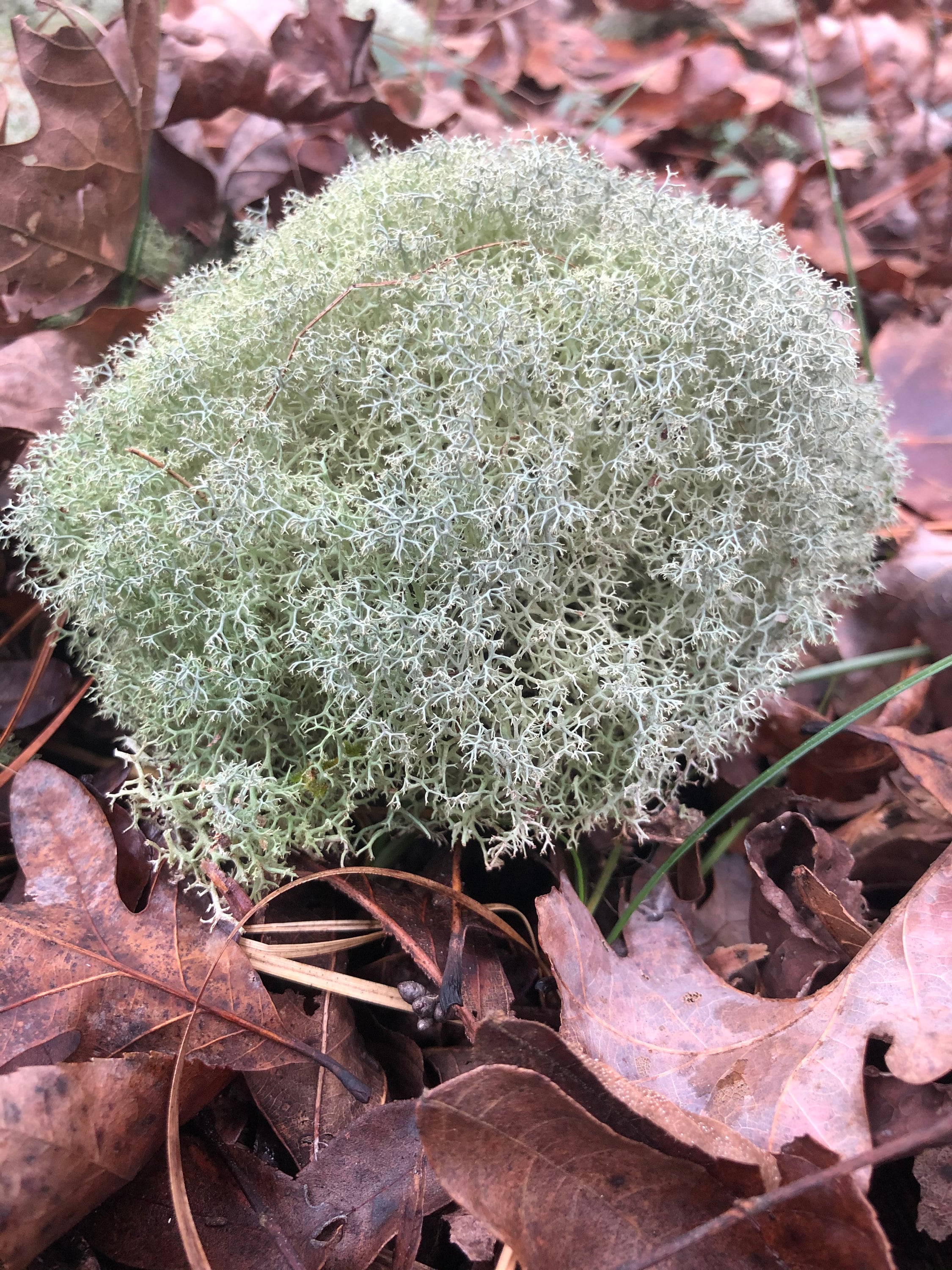 LIVE Reindeer Moss / Deer Moss Create Living Art / Isopods Etsy