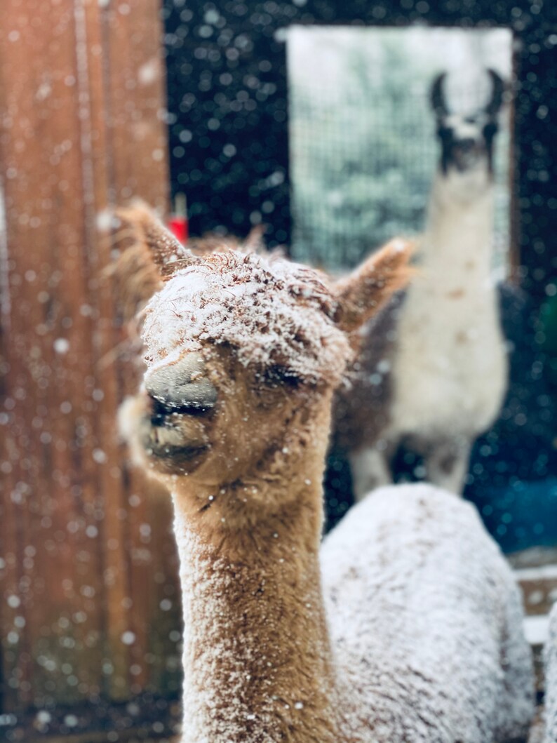 raw alpaca fiber alpaca fibers raw alpaca wool alpaca fleece