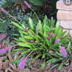 ブロメリア・エアープランツ Aechmea Blanchesteana Lemon Albo Aechmea blanchetiana 'Lemonade' - Bromeliad Paradise