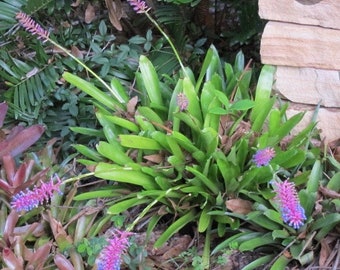 Broméliacées d'allumettes - aechmea gamosepala