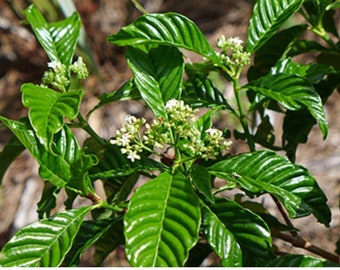 Café sauvage à feuilles brillantes, Rubiacées de caféier sauvage