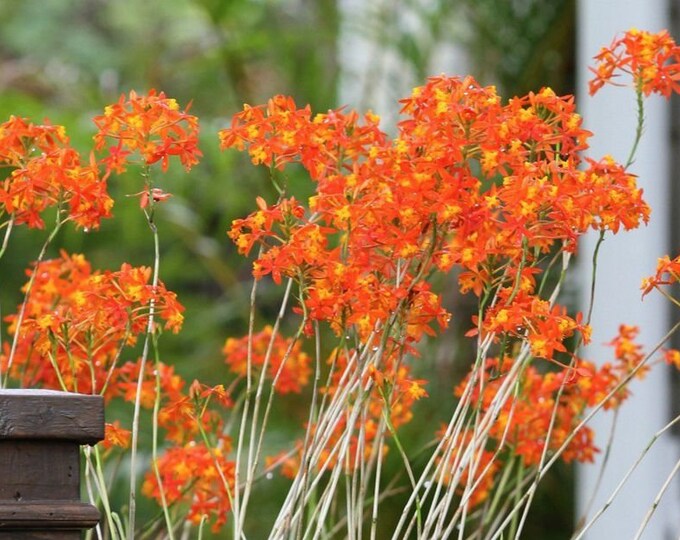 Orange Reed Orchid Red Stemmed Epidendrum - Etsy