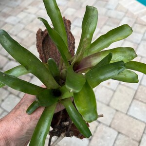 May include: A vibrant green bromeliad plant mounted on a piece of brown bark. The plant features long, pointed leaves radiating from a central point. The leaves have a glossy texture and a slight curve. The plant is held by a person.