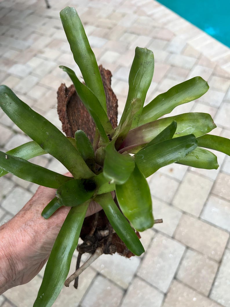May include: A vibrant green bromeliad plant mounted on a piece of brown bark. The plant features long, pointed leaves radiating from a central point. The leaves have a glossy texture and a slight curve. The plant is held by a person.