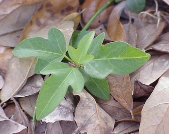 passionflower corkystem