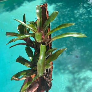 May include: A vibrant green bromeliad plant with reddish-purple accents, mounted on a piece of brown bark. The plant's long, pointed leaves are visible against a blurred turquoise background, suggesting a pool or body of water.