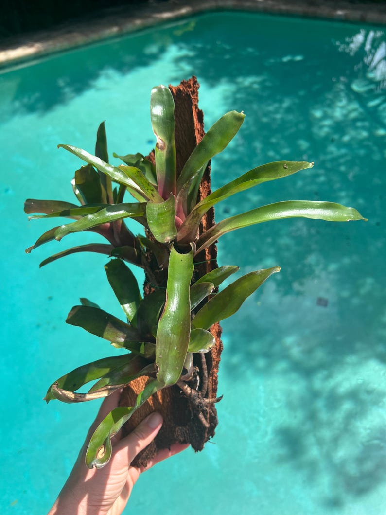 May include: A vibrant green bromeliad plant with reddish-purple accents, mounted on a piece of brown bark. The plant's long, pointed leaves are visible against a blurred turquoise background, suggesting a pool or body of water.
