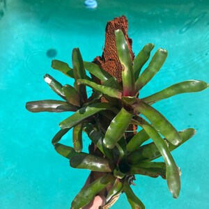 May include: A vibrant green bromeliad plant with long, pointed leaves, mounted on a piece of brown wood. The plant has a reddish hue at the base of some leaves. The background is a bright blue swimming pool.