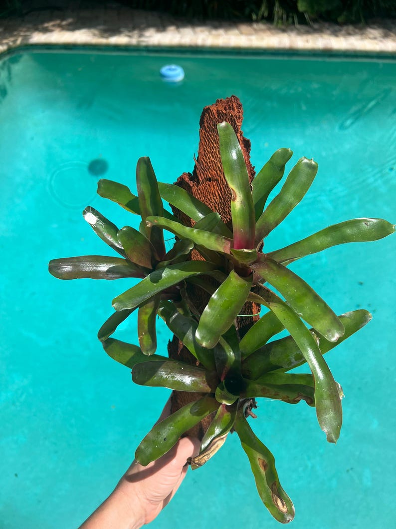 May include: A vibrant green bromeliad plant with long, pointed leaves, mounted on a piece of brown wood. The plant has a reddish hue at the base of some leaves. The background is a bright blue swimming pool.