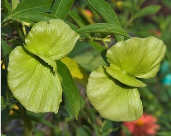 Butterfly Vine - Mascagnia macropteria
