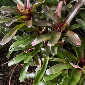 May include: A close-up of a bromeliad plant with long, green leaves and reddish-purple centers. The leaves are smooth and slightly curved, with a glossy appearance. The plant is in a natural setting, with other plants visible in the background.