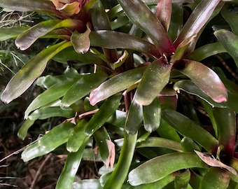 Fireball Bromeliad - neoregelia
