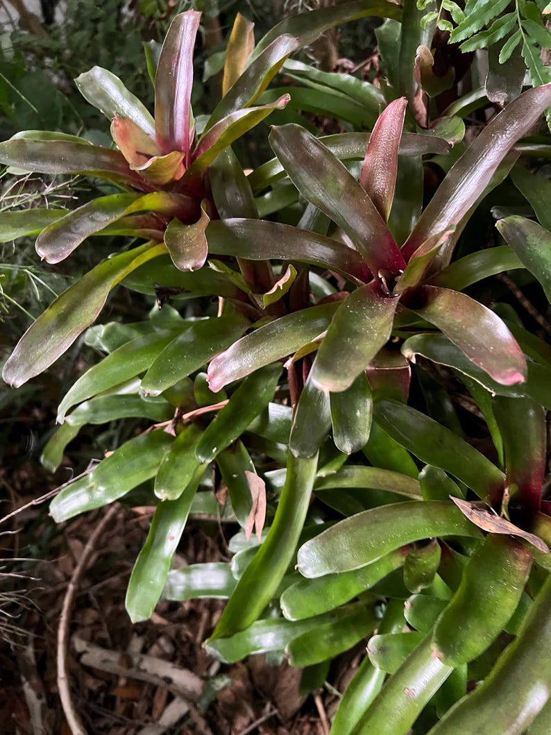 May include: A close-up of a bromeliad plant with long, green leaves and reddish-purple centers. The leaves are smooth and slightly curved, with a glossy appearance. The plant is in a natural setting, with other plants visible in the background.