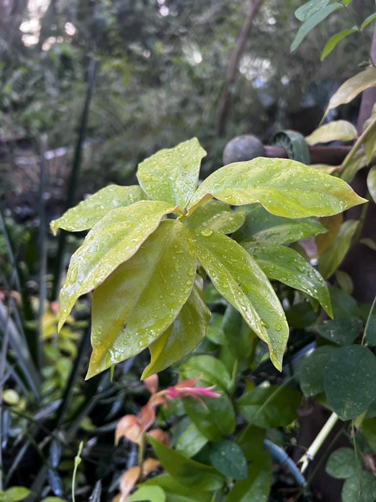 Ora pro nobis plant - Barbados gooseberry