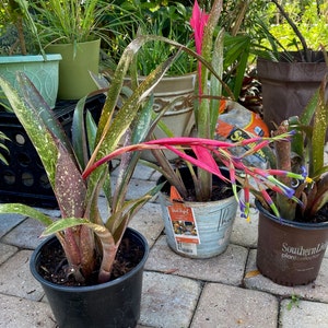 Billbergia Bromeliad - Etsy