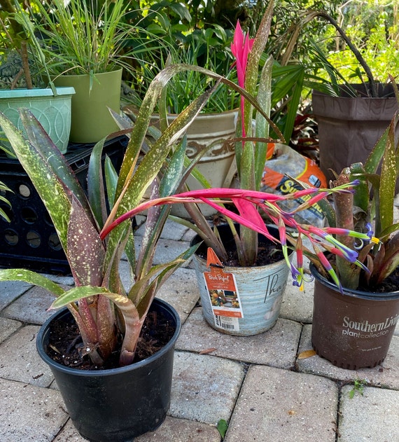ブロメリア・エアープランツ Billbergia  Bload Billbergia Bromeliad - Etsy