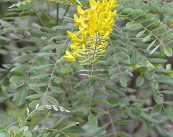 Golden Necklace Pod Petite Plante plus graines