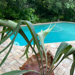 May include: A staghorn fern with long, green fronds growing from a brown, dried frond. The fern is being held by a hand in front of a blue swimming pool.