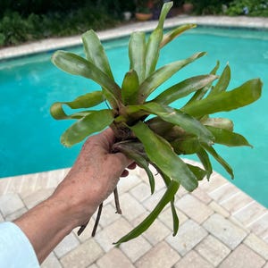 May include: A cluster of green and yellow-green plant leaves. The plant is held in a person's hand. The background features a swimming pool with blue water and a brick patio.