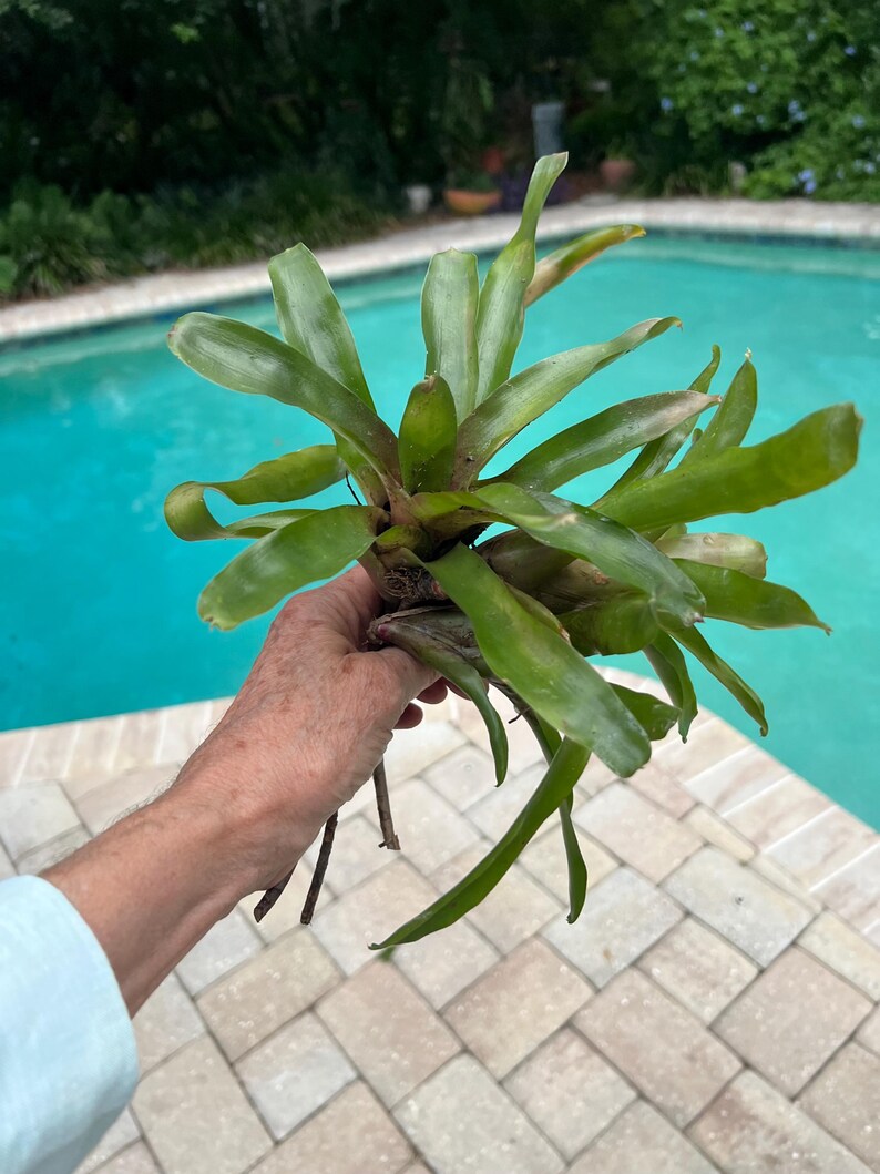 May include: A cluster of green and yellow-green plant leaves. The plant is held in a person's hand. The background features a swimming pool with blue water and a brick patio.