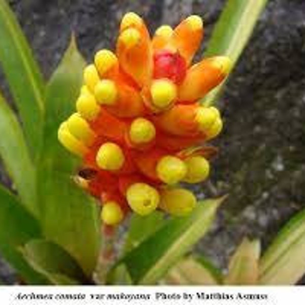 Small bromeliad Aechmea comata