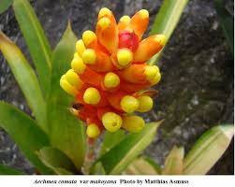 Petite broméliacée Aechmea comata image 1