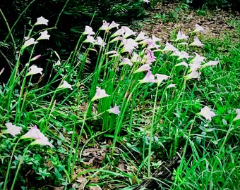 Rain lilies 5 bulbs