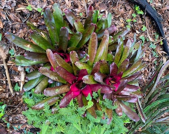 Neoregelia - bromeliad