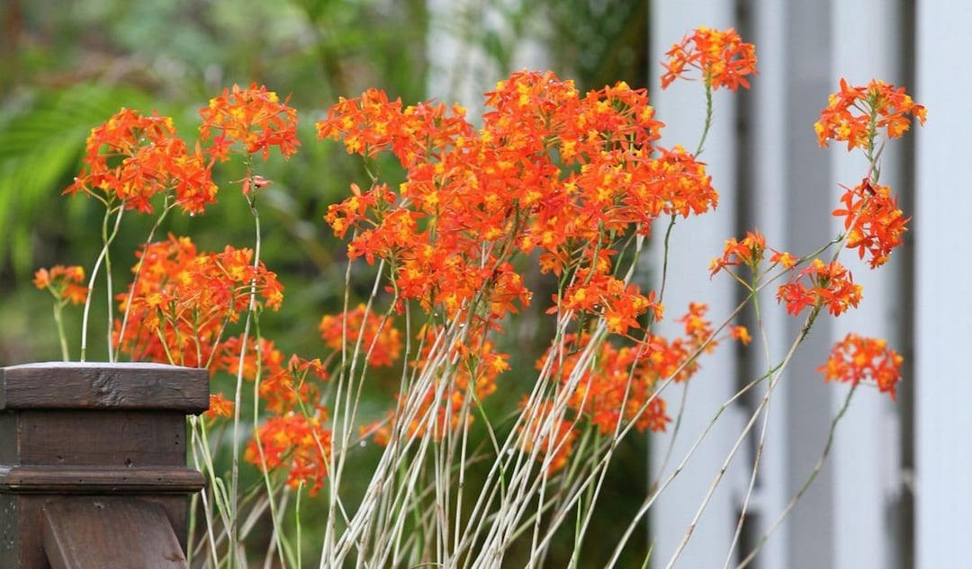 Orange Reed Orchid Red Stemmed Epidendrum - Etsy