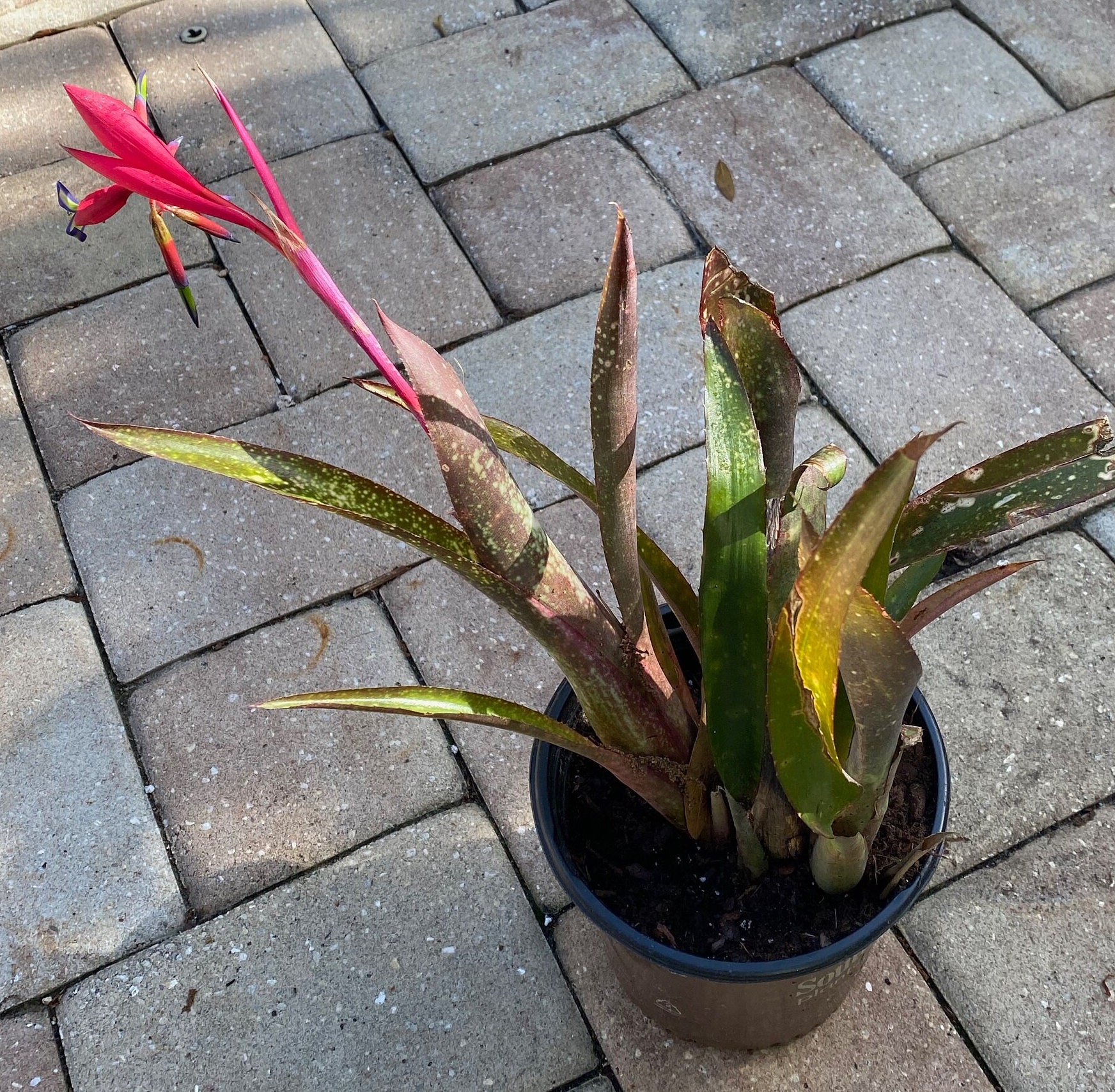Billbergia ‘C'est Bon’ BCR Bromeliad Cultivar Register>