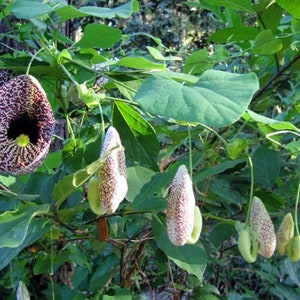 Dutchman's pipevine seeds--free shipping