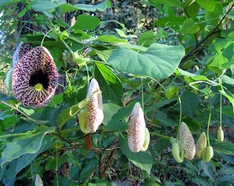 Dutchman's pipevine seeds--free shipping
