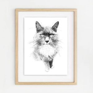 May include: Black and white pen and ink drawing of a cat looking directly at the viewer. The cat has a fluffy white chest and a serious expression.