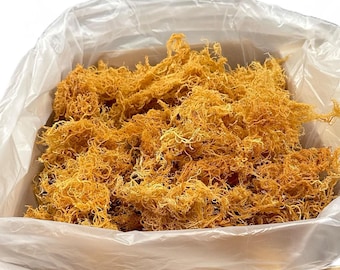 Musgo marinho dourado selvagem | Musgo irlandês cru e seco 100% natural | Algas marinhas orgânicas colhidas no oceano 2,2 kg | Inspirado pelo Dr. Sebi