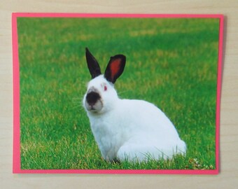 Nature Photo Card - White Rabbit