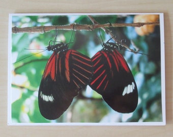 Nature Photo Card | Butterflies | Happy Mail | Pen Pal | Snail Mail | Blank Card | Photo