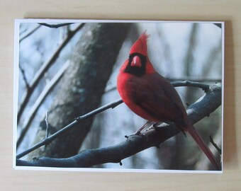 Nature Photo Card | Cardinal | Happy Mail | Pen Pal | Snail Mail | Blank Card | Photo