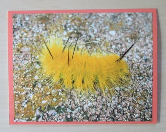 Nature Photo Card - Yellow Caterpillar