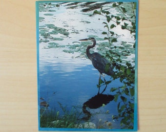 Nature Photo Card | Great Blue Heron | Happy Mail | Pen Pal | Snail Mail | Blank Card | Photo