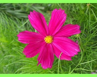 Nature Flower Card | Pink Flower | Happy Mail | Pen Pal | Snail Mail | Blank Card | Photo