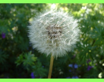 Nature Photo Card | Dandelion | Happy Mail | Pen Pal | Snail Mail | Blank Card | Photo