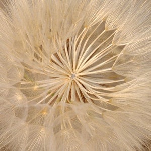 以下が含まれることがあります： 白いタンポポの種子の頭部をクローズアップした写真。繊細な羽毛状の種子が中心から外側に放射状に広がっている。