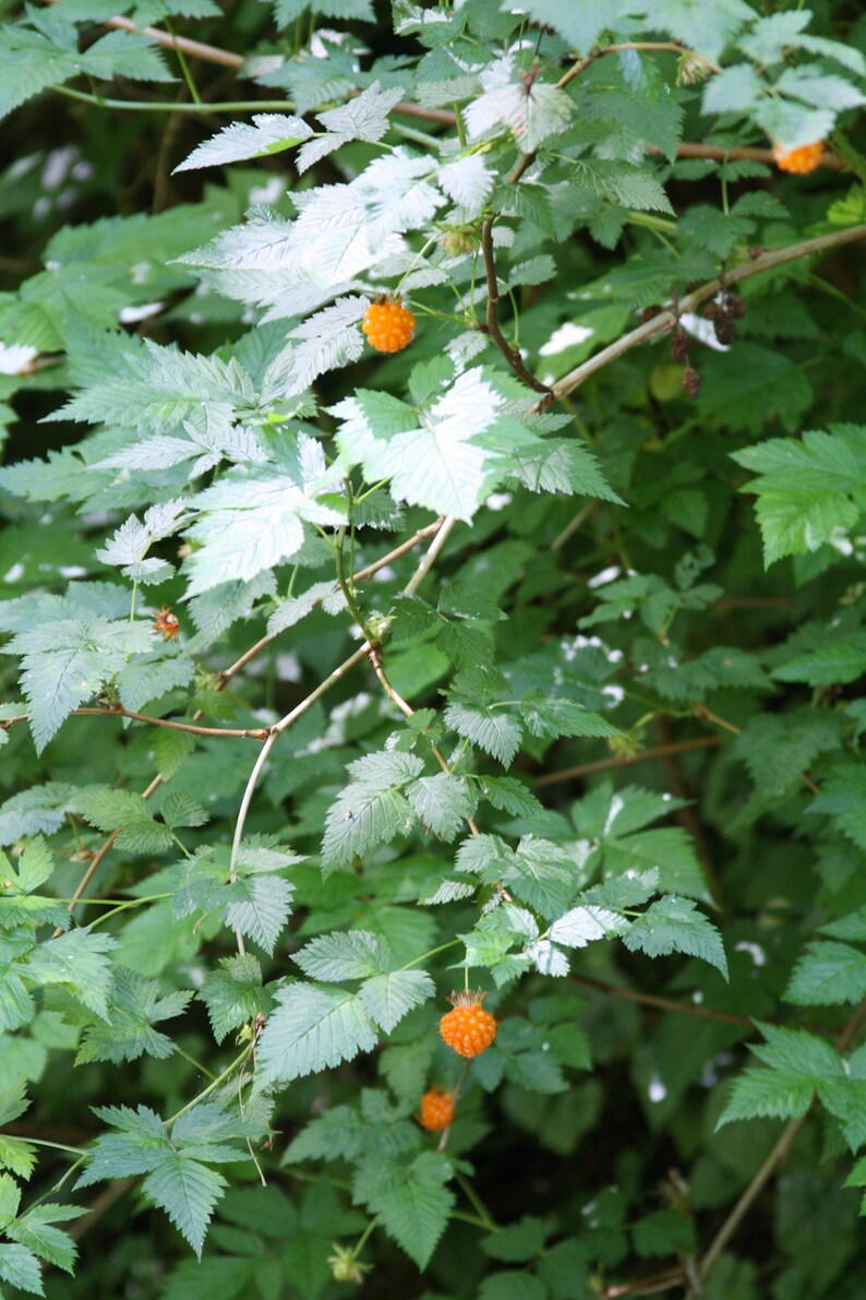 Salmonberry 50 seeds Rubus spectabilis Etsy