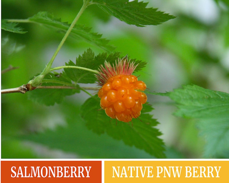 Salmonberry 50 seeds Rubus spectabilis Etsy