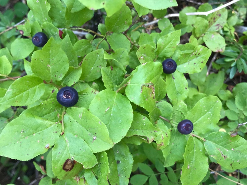 Mountain Huckleberry 40 seeds Vaccinium membranaceum Etsy