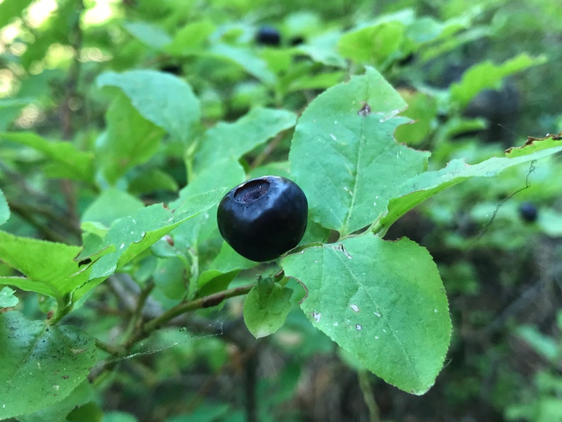 Mountain Huckleberry 40 seeds Vaccinium membranaceum | Etsy