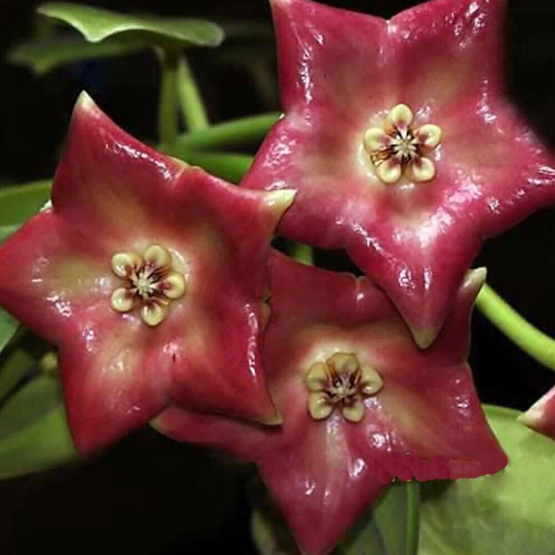 Hoya Cv Monette Rooted Cuttings - Etsy UK