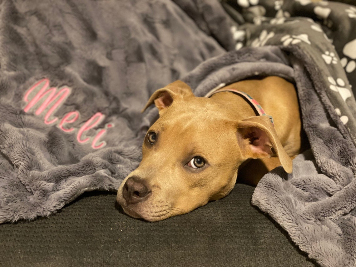 Hund Minky Decke. Pet Minky Decke. Katze Minky Decke. | Etsy